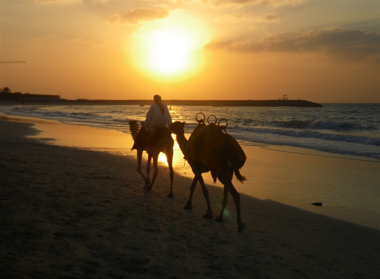 Swimming Camel