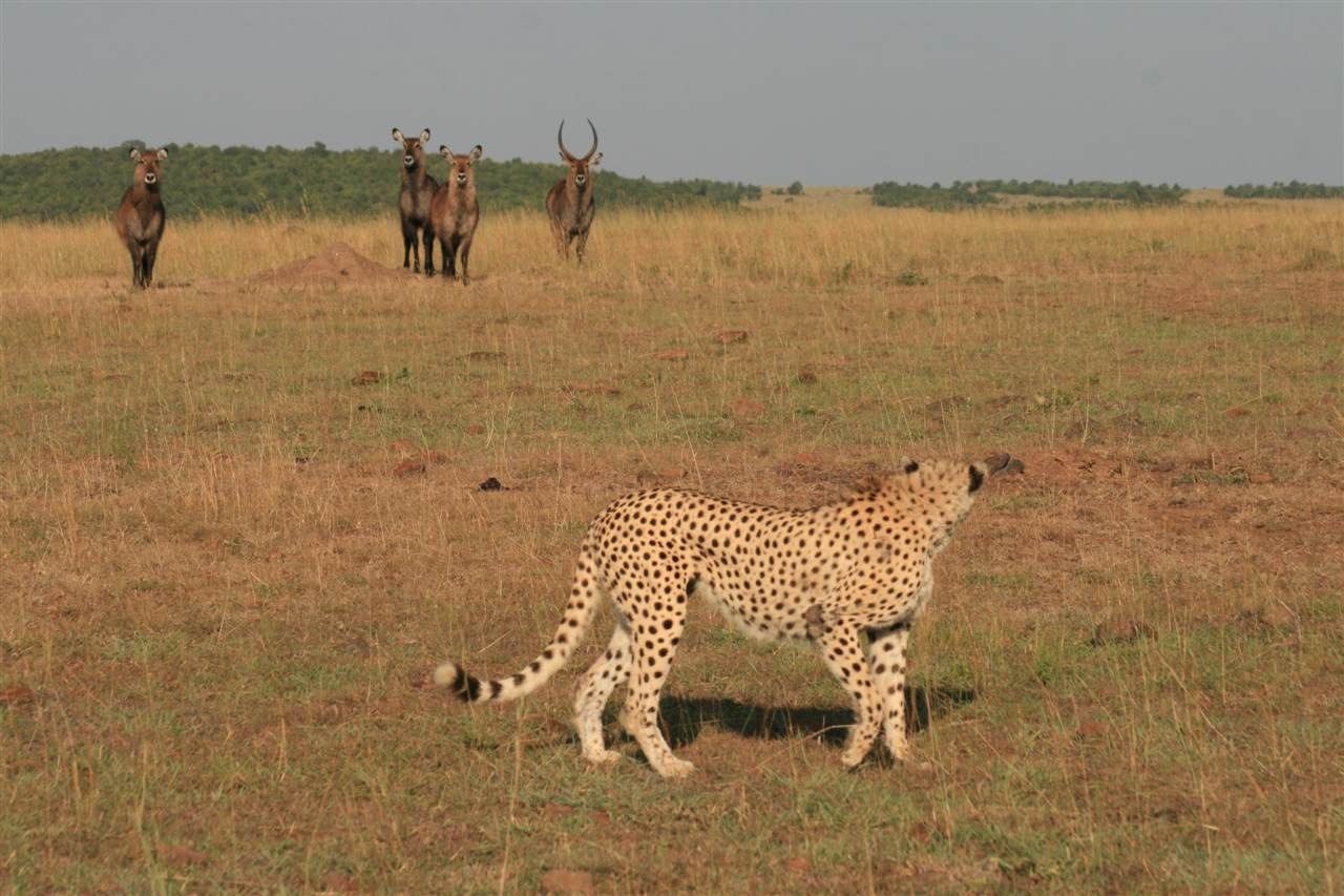 Hyena Vs Cheetah