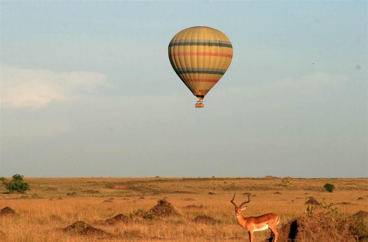 ... gallery for zebra ...