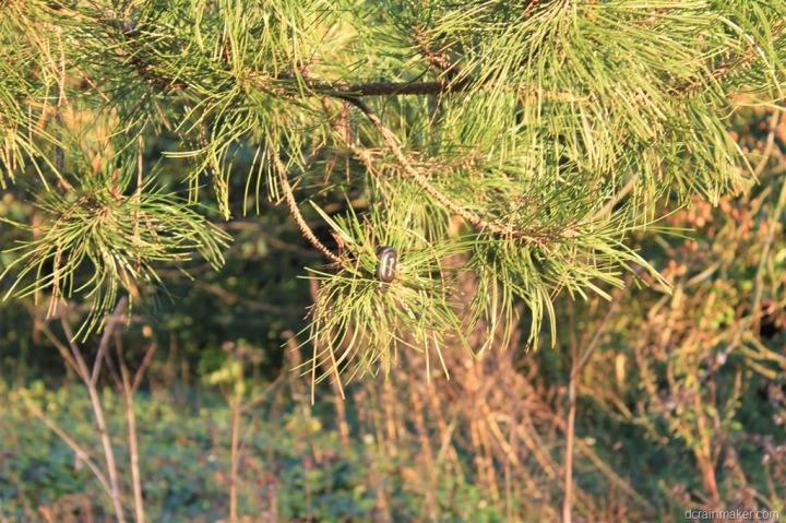 IMG_0369 IMG_0369