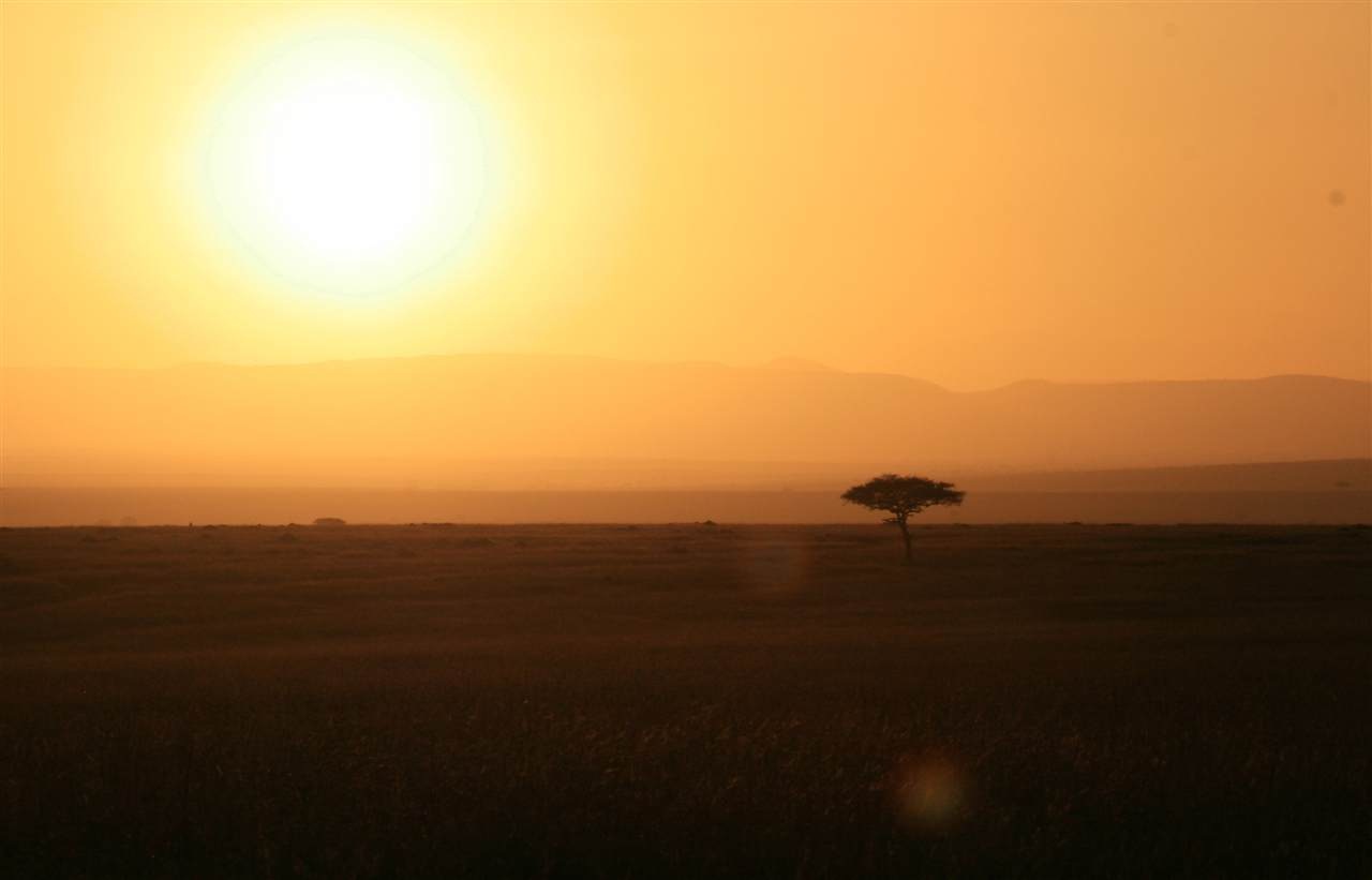 King Africa - Animal King Africa - Animal
