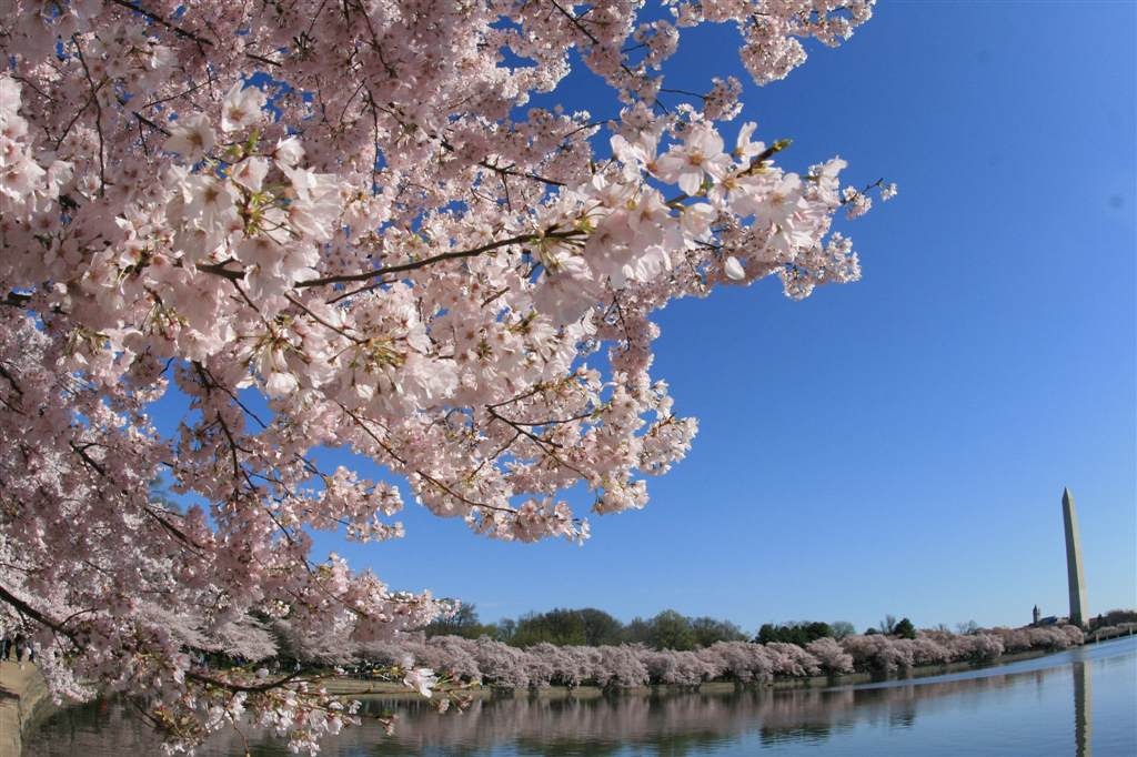 cherry tree 10 miler top 10 reasons i running in the washington dc area dc rainmaker cherry tree 10 miler top 10 reasons i running in the washington dc area dc rainmaker
