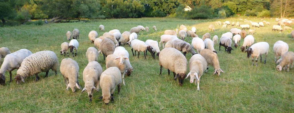 the nuremberg runaround flock